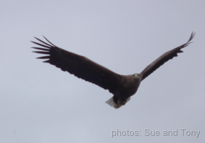 day9 0095.jpg - until the easgles were attracted